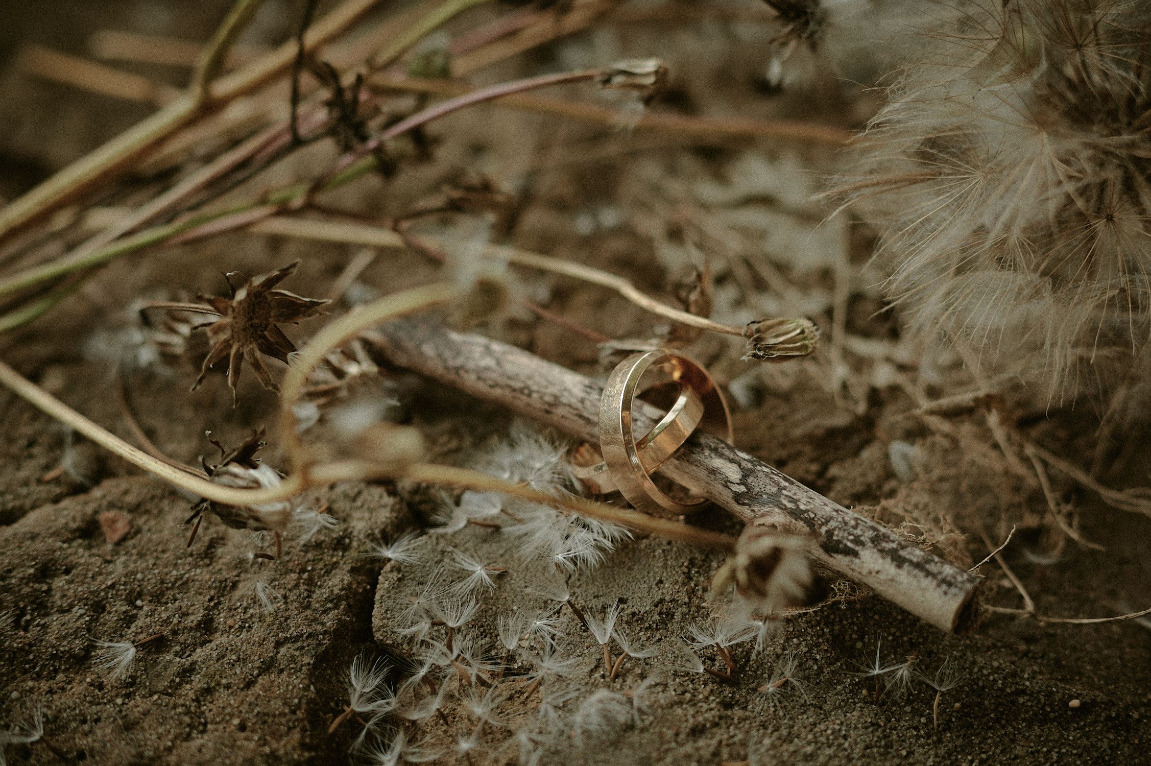 detale ślubne, obrączki ślubne, dmuchawce zdjęcie obrączek